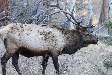 Bull Elk